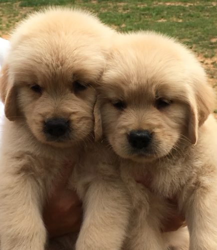 auburn golden retriever puppies