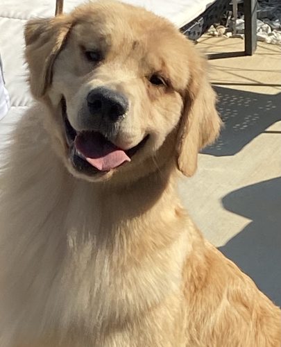 Golden retriever outlet with big head